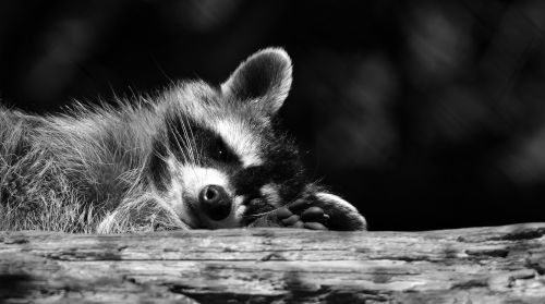 raccoon black and white wild animal