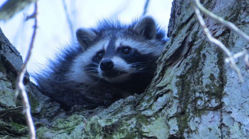 raccoon wildlife mammal