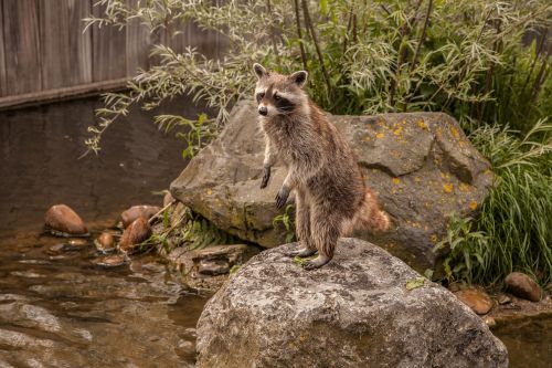 raccoon animal water