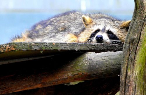 raccoon sweet animal world