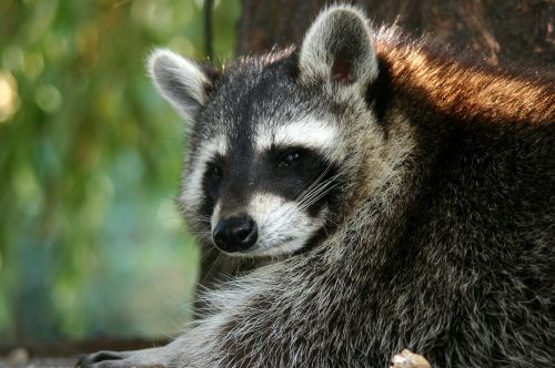 raccoon animal bear