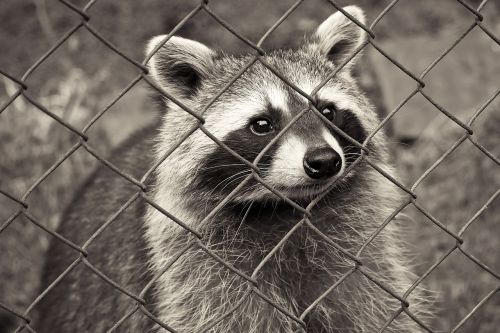 raccoon animal nature