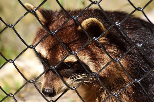 raccoon wild animal furry