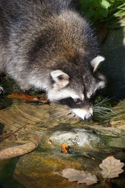 raccoon marten water
