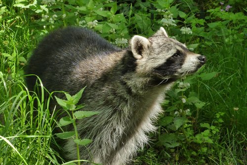 raccoon  zoo  planckendael