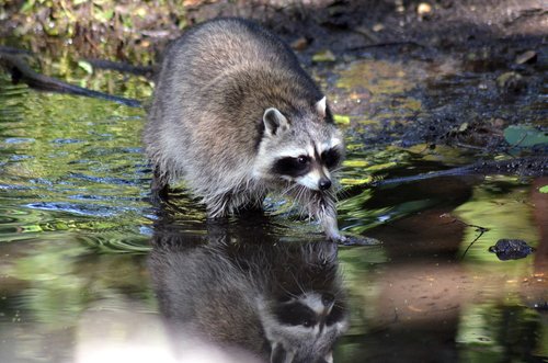 raccoon  water  mirroring
