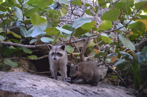 raccoon animal forest