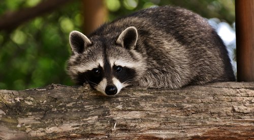 raccoon  wild animal  furry
