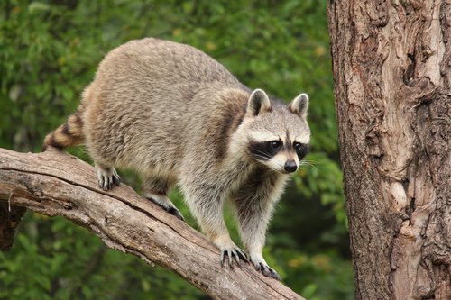 raccoon  wildlife  animal