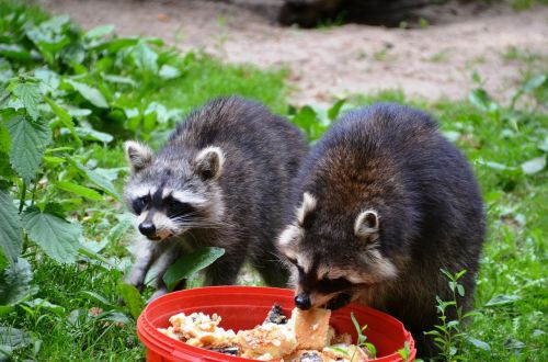 raccoon güstrow eco-park