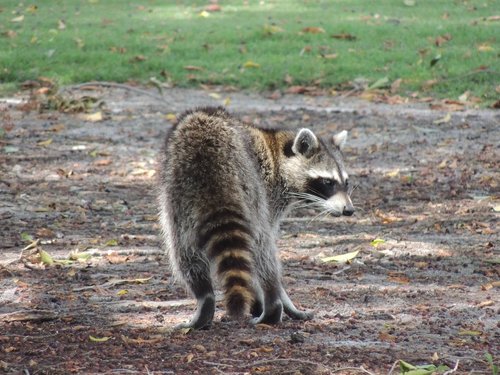 raccoon  wild animal  nature