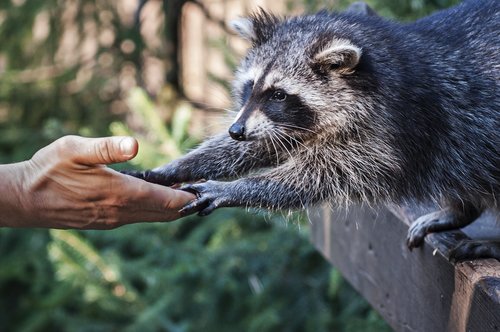 raccoon  animal  hand
