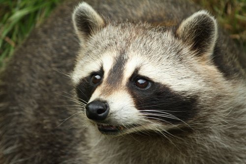 raccoon  head  animals