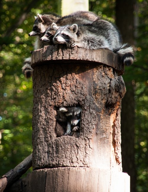 raccoon  wild animal  animals