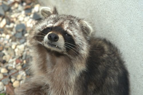 raccoon  bear  cheeky