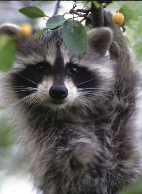 raccoon portrait wildlife