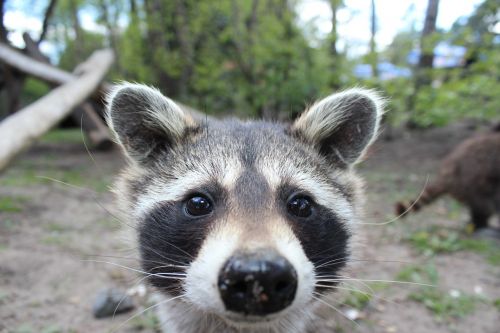 raccoon animal fur