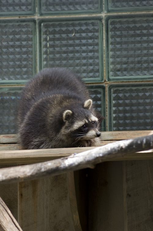 raccoon animal zoo
