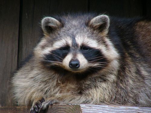 raccoon portrait wildlife