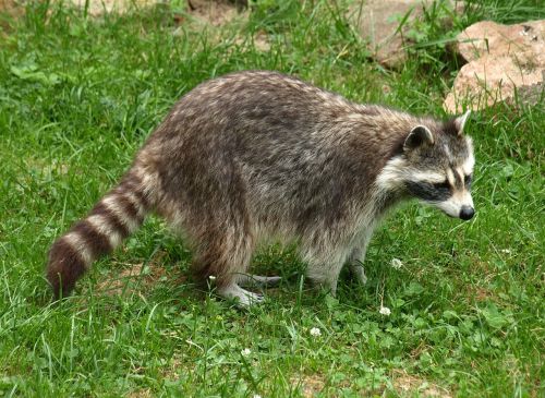 raccoon animal fur