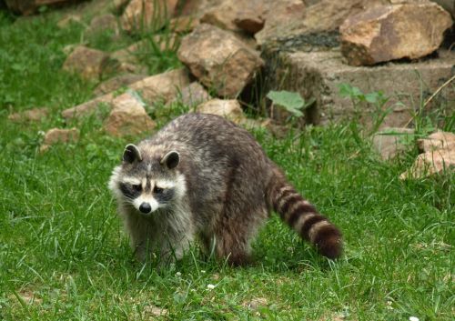 raccoon animal fur