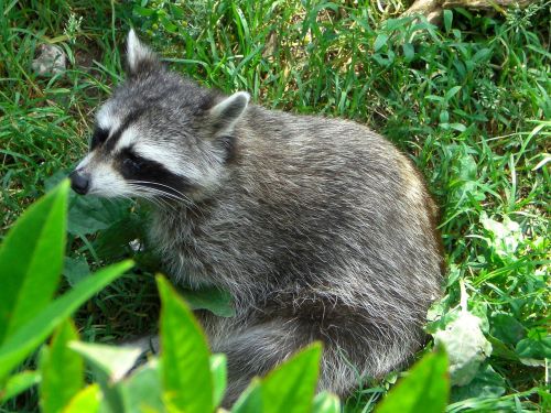 raccoon zoo green