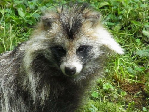 raccoon dog nyctereutes procyonoides predator