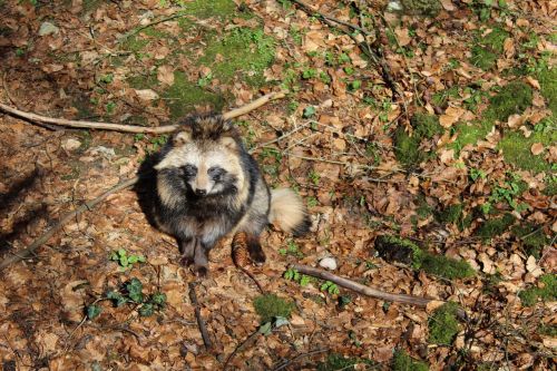 raccoon dog animal wildlife park