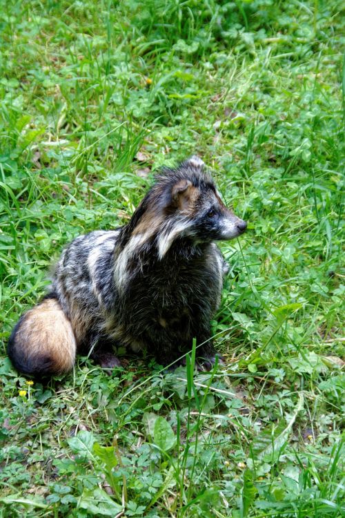 raccoon dog tanuki enok