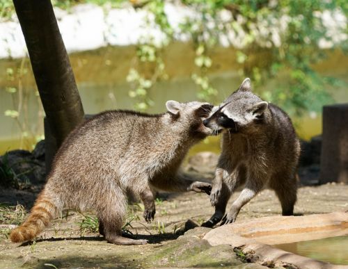raccoons playing animal