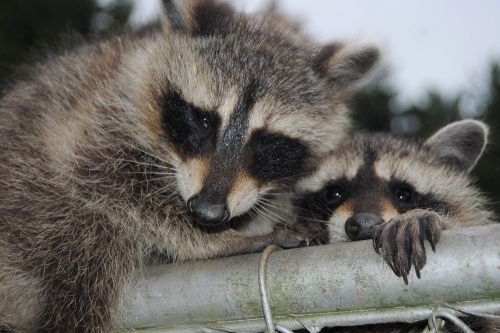 raccoons cute curious