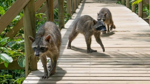 raccoons costa rica national park