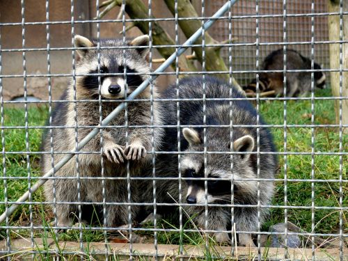 raccoons enclosure animals