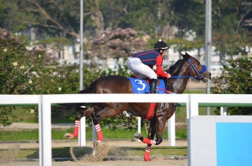 race horse competition