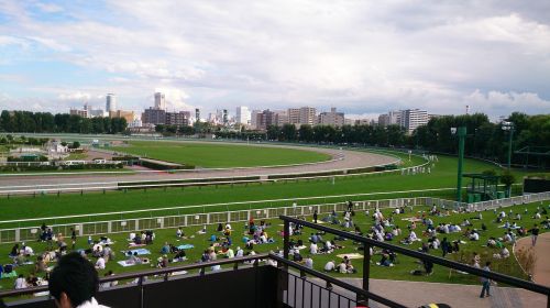 racecourse horse racing horse