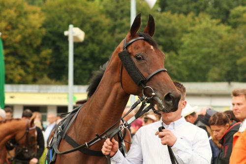 racehorse horse horse head