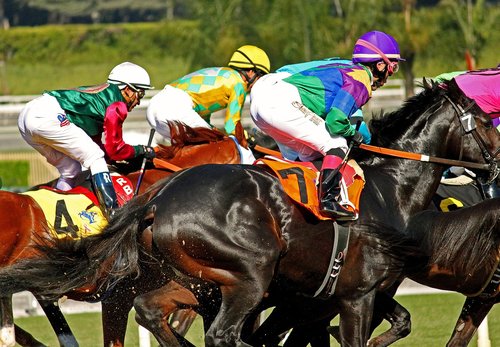 racetrack  horses  horse racing