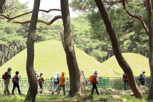 tourist hiking pine