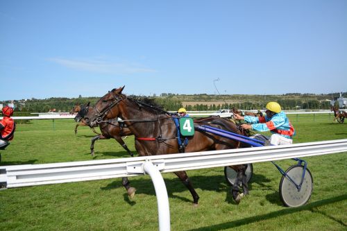 racing competition horse