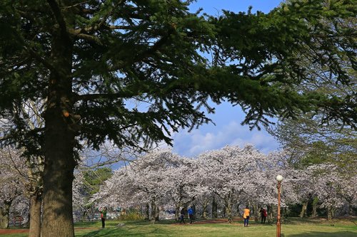 racing  cherry flowers  park