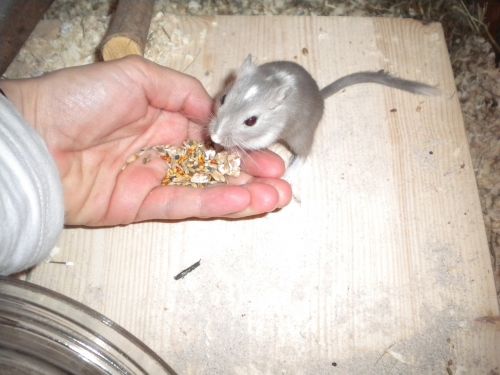 racing mouse gerbil feed