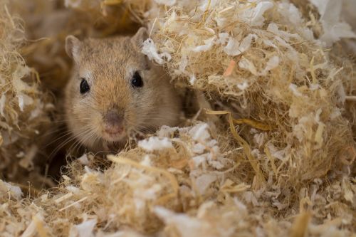 racing mouse gerbil rodent