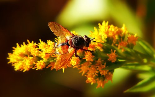 rączyca rusty  insect  muchówka