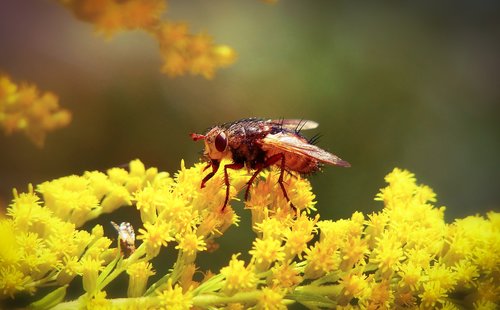 rączyca rusty  insect  muchówki