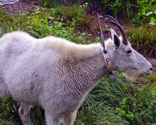 radio tagged mountain goat  alpine  nanny