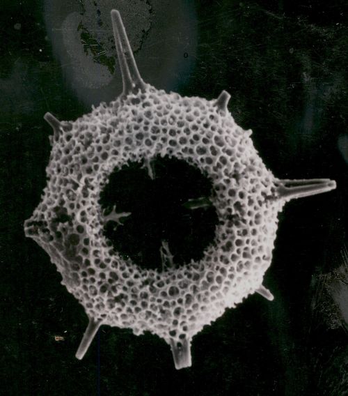 radiolarian plankton fossil