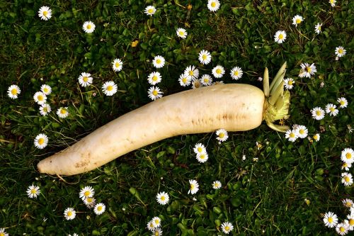 radish raphanus white