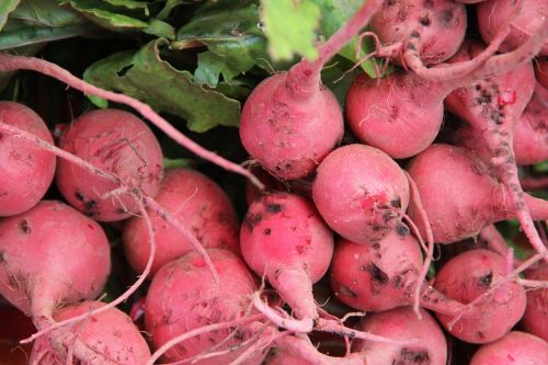 radish radishes vegetable