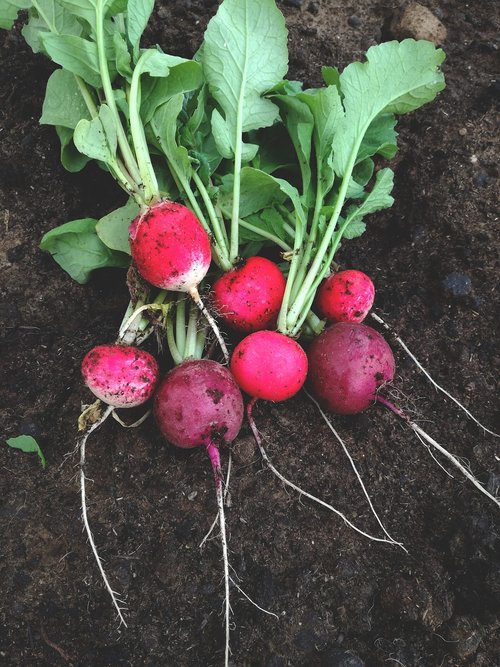 radish  vegetable  food