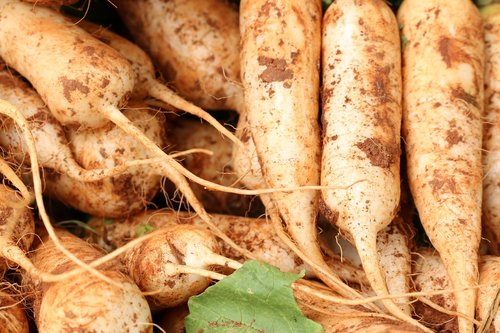 radish  vegetable  vitamin